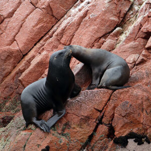 Ballestas Islands and Paracas